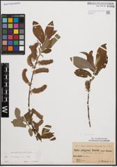 Foto von Salix cinerea L.